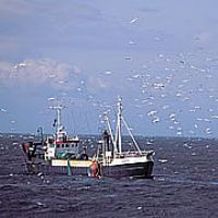 Danish sandeel fishing boat, Fish meal evaluation (EP, 2004)