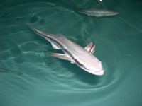 Juvenile cobia prior to stocking in sea cages, Mauritius