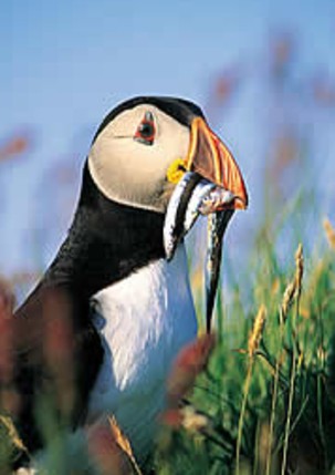 Fisheries research and ecosystem-based science